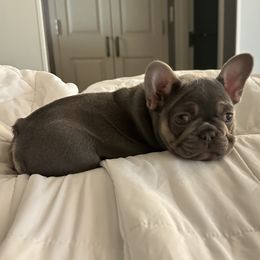 French Bulldog Puppies from Gardner's Corgis & French Bulldogs