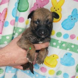 Boy 7 - Fawn sable male Belgian Malinois puppy in Marshall, Michigan from Dream K9