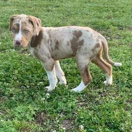Female 2 - Red merle female Catahoula Leopard Dog puppy in Gadsden, Alabama from Rich Cat’s