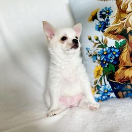 Rosè - Gold and white female Chihuahua puppy in Alvord, Texas from Gift of Gods Favor