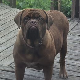 Nyx - Dogue de Bordeaux