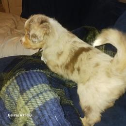 White - Red merle female Miniature Australian Shepherd puppy in Middleburg, Florida from Dog Father Kennels