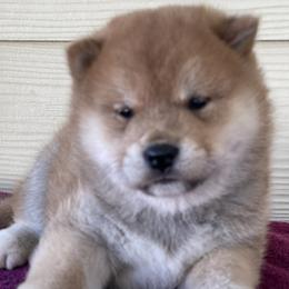 John - Red male Shiba Inu puppy in Milton, Florida from Moonlight Shibas