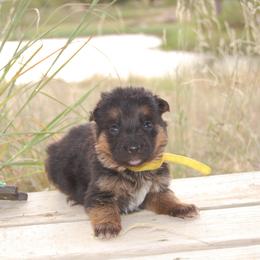 KitKat - Black and red female German Shepherd puppy in Llano, Texas from Von Ark German Shepherds