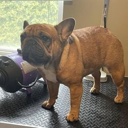 Winsome - French Bulldog