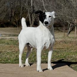Charm - White black and tan female Smooth Fox Terrier puppy in Gentry, Arkansas from Mardel Robeson of Mulberry Hollow Whippets