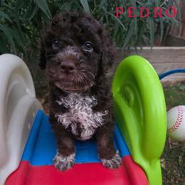 Boy 1 - Brown male Lagotto Romagnolo puppy in Salida, California from Harper's Lagotti