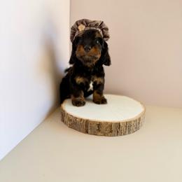 Blackjack - Black and tan male Dachshund puppy in Wills Point, Texas from Duck Creek Farm