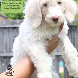 Belle - Cream female Goldendoodle puppy in Palmetto Bay, Florida from SOMIDOODLES