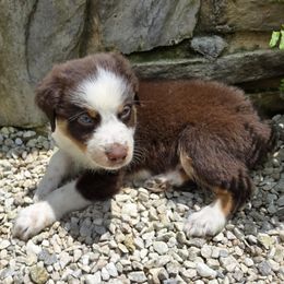 Merida - Red tri-color female Australian Shepherd puppy in Peach Bottom, Pennsylvania from Arcadia Australian Shepherds