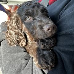 Boykin Spaniel Puppies from Drakes Creek Boykins LLC
