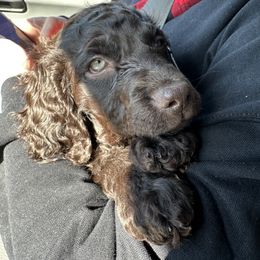 Boykin Spaniel Puppies from Drakes Creek Boykins LLC