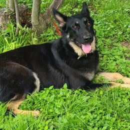 Dixie - German Shepherd