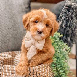 Bowie - Red  male Goldendoodle puppy in Iola, Texas from Supreme Doodles of Texas