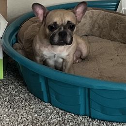 Coco - French Bulldog