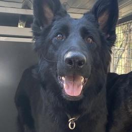 Koa - German Shepherd