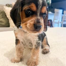 Saint - Black tan and bluetick male Beagle puppy in Brownsboro, Texas from Willow Bark Beagles