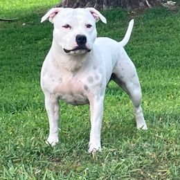 Sierra - Staffordshire Bull Terrier