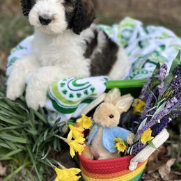 Bernedoodle Puppies from Doodles & Spice