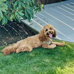 Cavalier King Charles Spaniel and Cavapoo All Grown Up from God Speed Paws