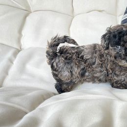Cockapoo Puppies from Oak and Magnolia