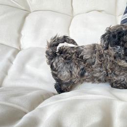 Cockapoo Puppies from Oak and Magnolia
