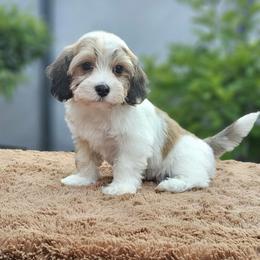 Cavachon, Cavalier King Charles Spaniel, Cavapoo, and Havanese Puppies from Peaks Pups & Cavachon Love Chocolate Cavaliers, Cavaliers, Cavachon’s, Cavapoos & Havanese