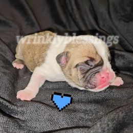 Beau - Red and white Bulldog puppy in Granville, Iowa from Wrinkly Blessings English Bulldogs