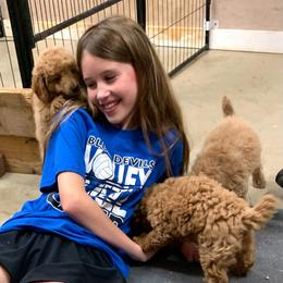 Oliver - Apricot male Poodle puppy in Nacogdoches, Texas from BA Mini Poodles