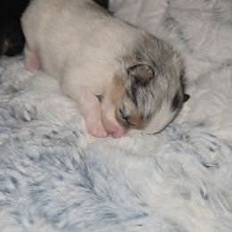Avalon - Blue merle female Pomeranian puppy in Angleton, Texas from Pomeranian Palace, LLC