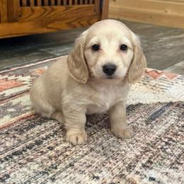 Willow - Cream female Dachshund puppy in Decatur Iowa, Iowa from Anastasia Knight's Cocker Spaniels