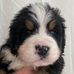 Malmo - Black rust and white male Bernese Mountain Dog puppy in Fountain, North Carolina from Stargirl Bernese Mountain Dogs