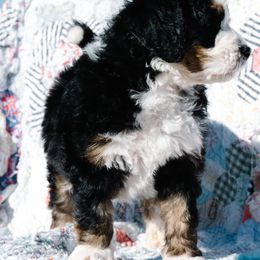 Bernedoodle and Schnoodle Puppies from Grand Lake Poodles & Doodles