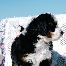 Bernedoodle and Schnoodle Puppies from Grand Lake Poodles & Doodles