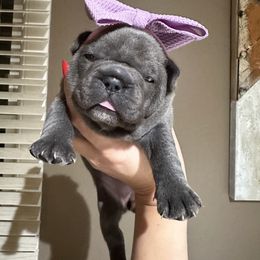 French Bulldog Puppies from French Connection Frenchies