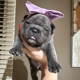 French Bulldog Puppies from French Connection Frenchies