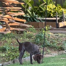 German Shorthaired Pointer Puppies from Howell Farm GSP