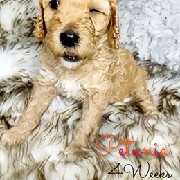 Poodle Puppies from Serene Arenas' Standard Poodles