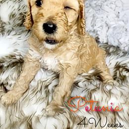 Poodle Puppies from Serene Arenas' Standard Poodles