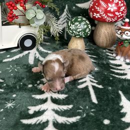 Miracle - Brindle merle and white female American Corgi puppy in Waskom, Texas from Piney Woods Corgis