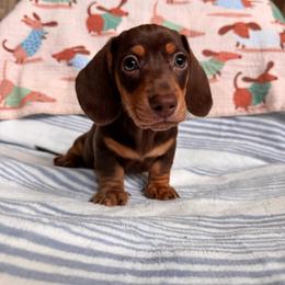 Bean - Chocolate and cream male Dachshund puppy in Jacksonville, Florida from Florida Dippin’ Dachshunds & Aussiedoodles