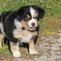 Wrecker - Blue merle male Miniature American Shepherd puppy in Hillsdale, Michigan from Faithwalk Aussies and Mini American Shepherds