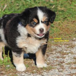 Wrecker - Blue merle male Miniature American Shepherd puppy in Hillsdale, Michigan from Faithwalk Aussies and Mini American Shepherds