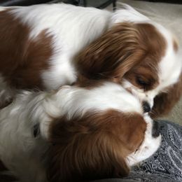 Cavalier King Charles Spaniel Puppies from Mapleview Cavalier King Charles Spaniels