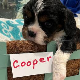 Cooper - Tri-color male Cavalier King Charles Spaniel puppy in St. George, Maine from Cloud Nine Cavaliers
