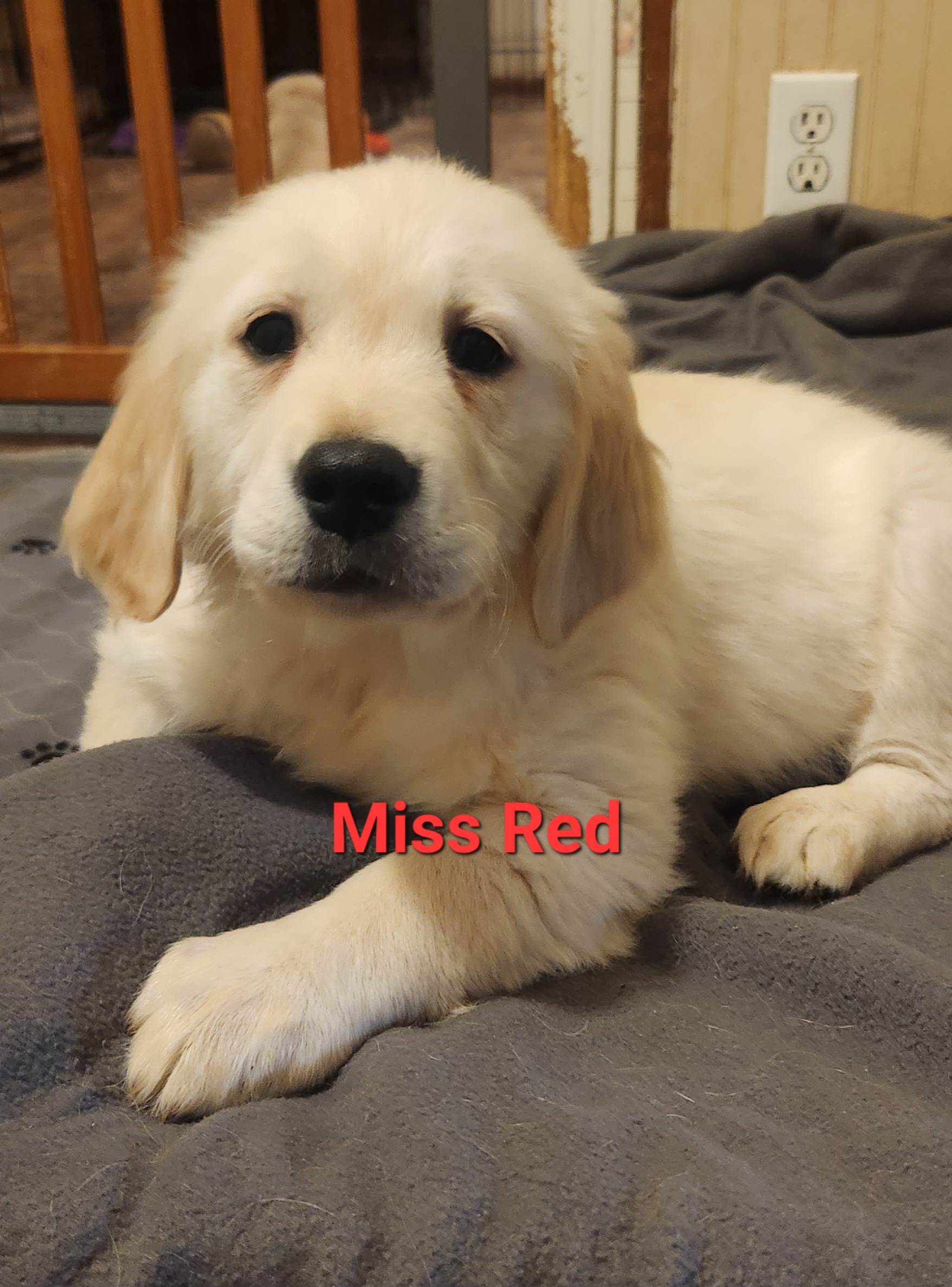 Golden Retriever Puppies from Halo Kennels
