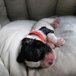 Charlie (Red) - Black and white male Cocker Spaniel puppy in Midlothian, Virginia from Swift Creek Cocker Spaniels