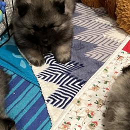 Keeshond Puppies from SummerMist Keeshond