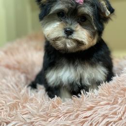 Cavapoo, Goldendoodle, Morkie, and Shihpoo All Grown Up from Jenny La Bone