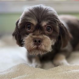 Crystal - Chocolate female Shih Tzu puppy in Stafford, Virginia from Bayview Pups